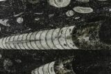 Polished Fossil Orthoceras (Cephalopod) - Morocco #138384-1